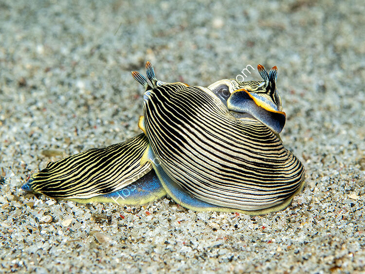 Armina nudibranchs fighting