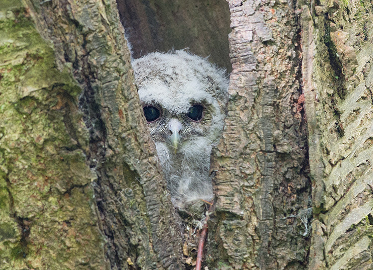 Baby Tawny owl Cate Barrow photography