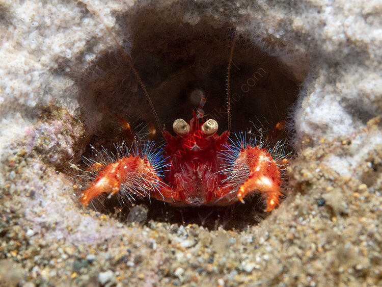 Big eye crab