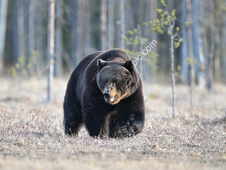 Big old bear