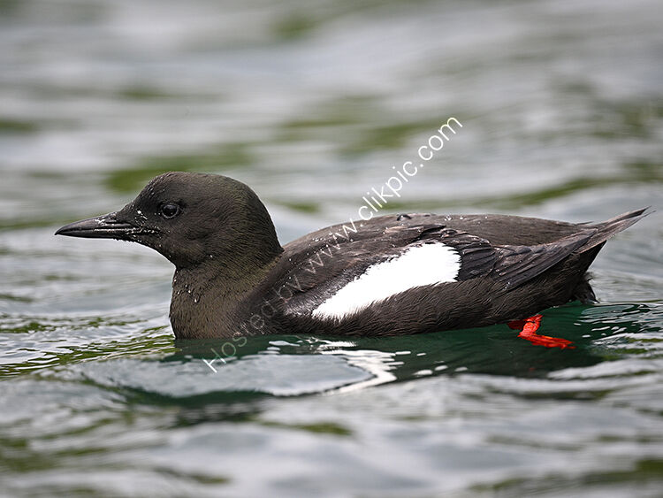 Black guillemot