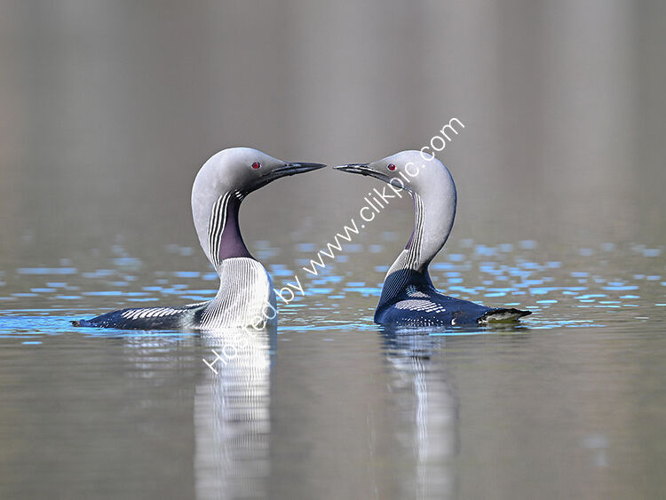 Black throated divers