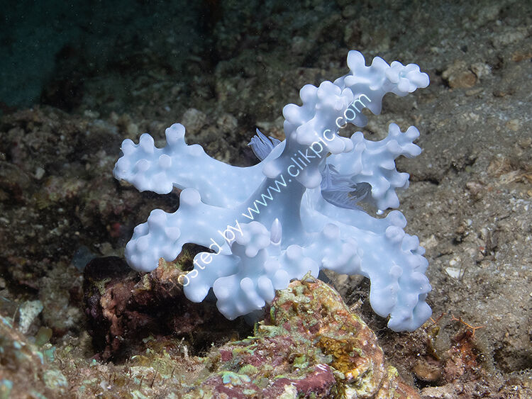 Blue Allens Cerasatoma