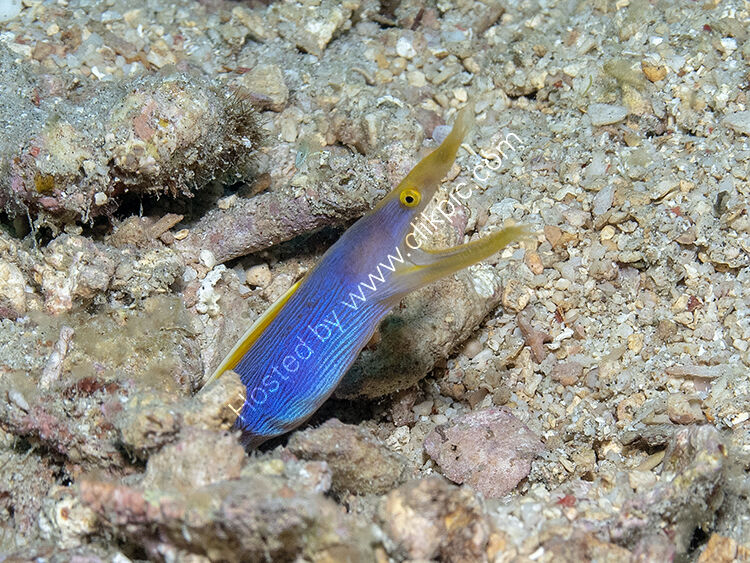 Blue ribbon eel