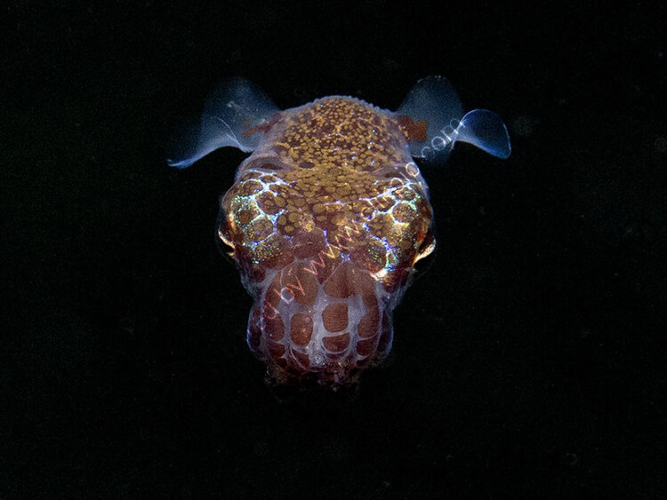 Bob tail squid