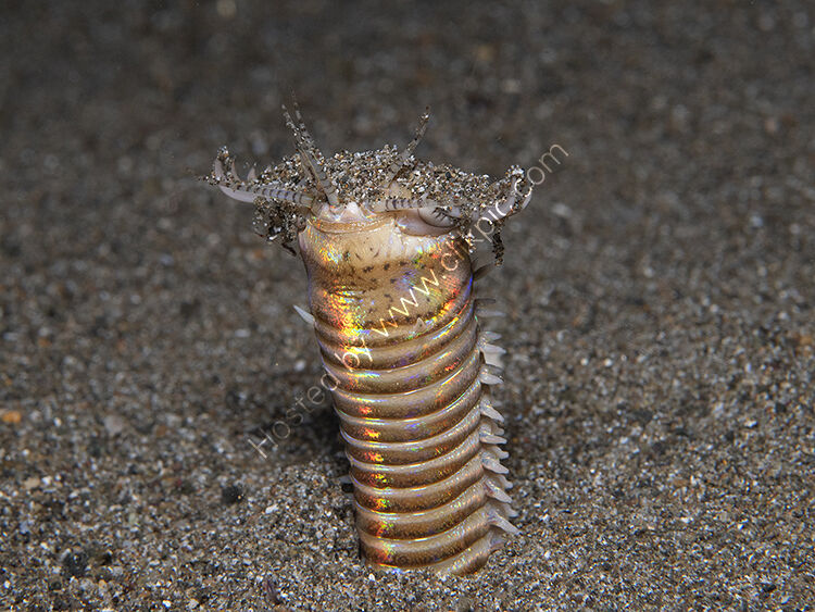 Bobbit worm