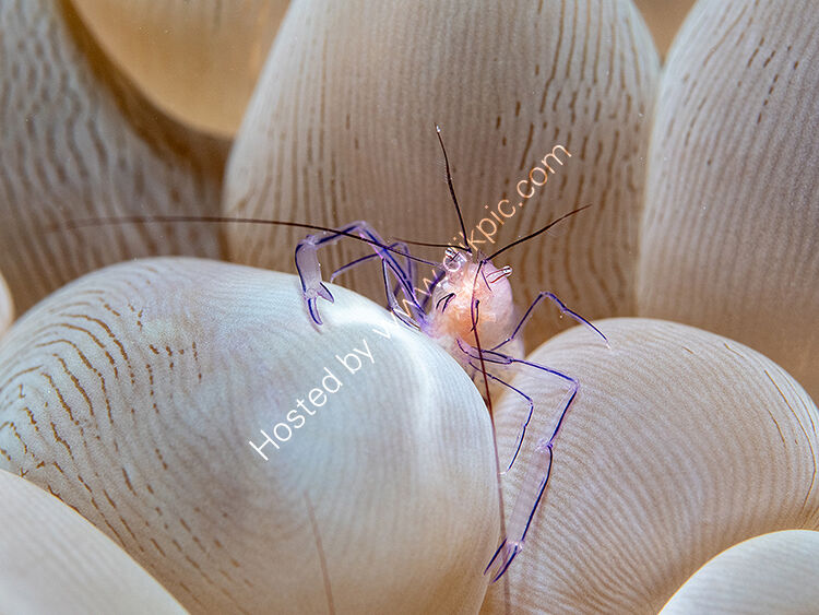 Bubble coral shrimp