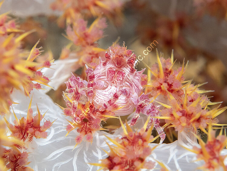 Candy crab