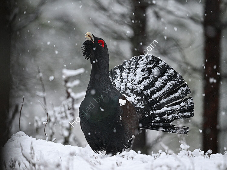 Capercaillie calling in snow