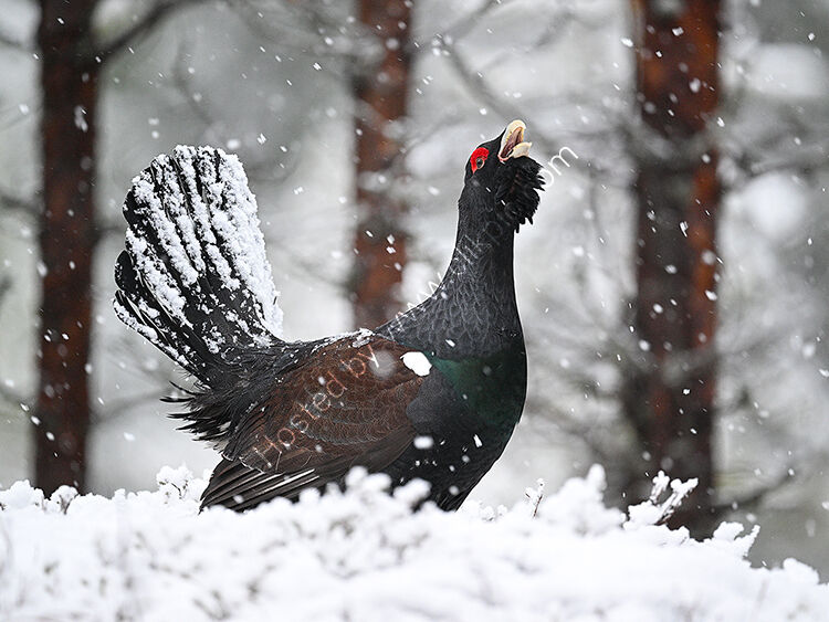 Capercaillie in snow2