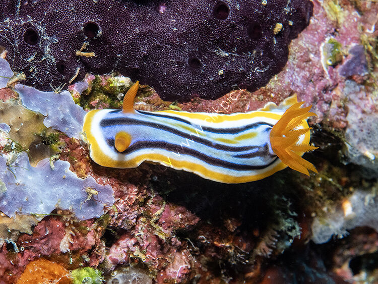 Chromodoris colemani nudibranch