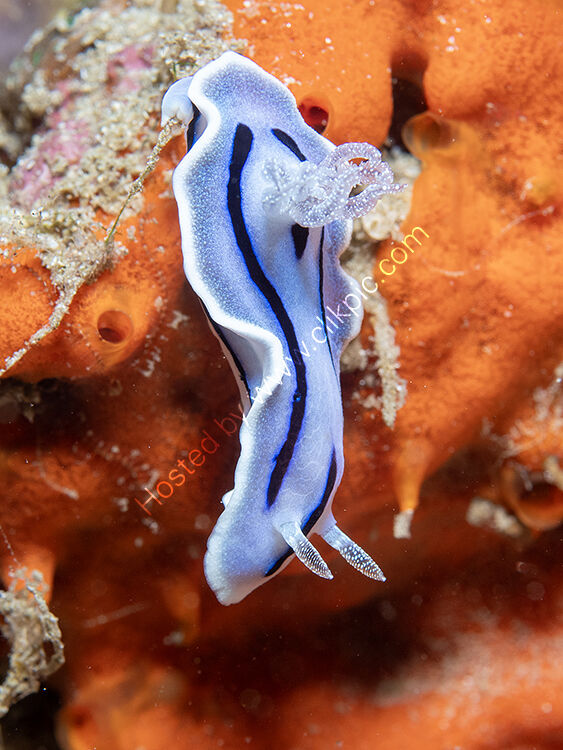 Chromodoris willani nudibanch