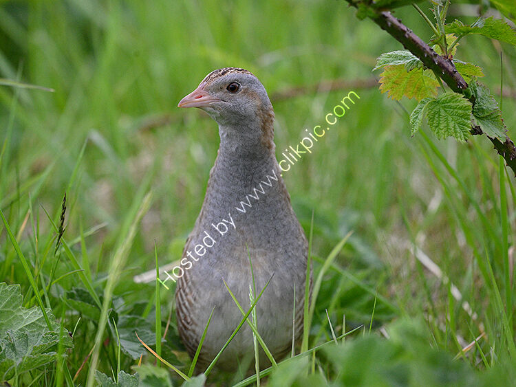 Close up corncrake