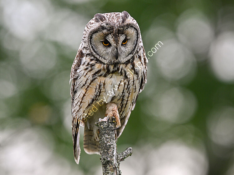 Close up long ear owl