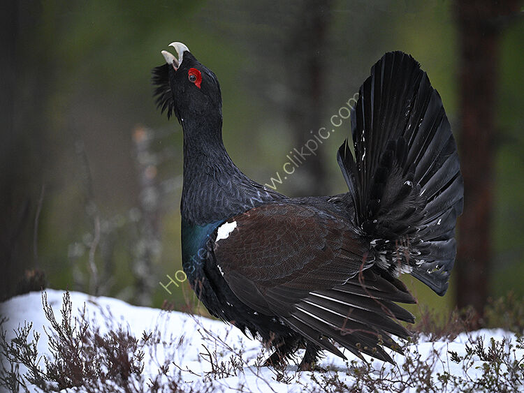 Closeup male capercaillie