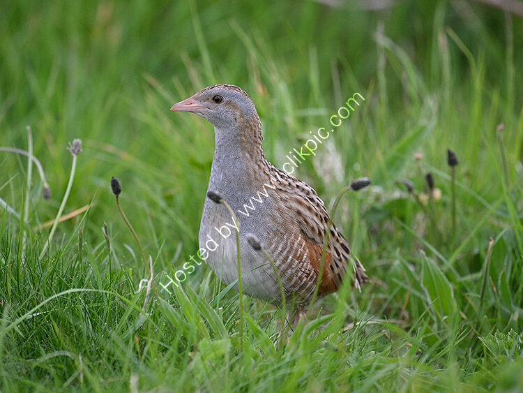 Corncrake2
