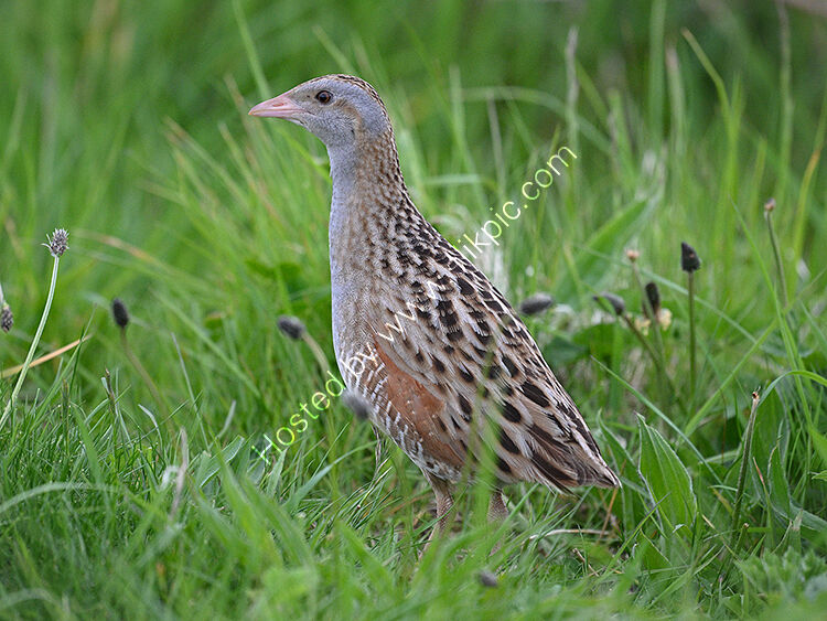 Corncrake