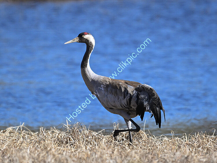 Crane