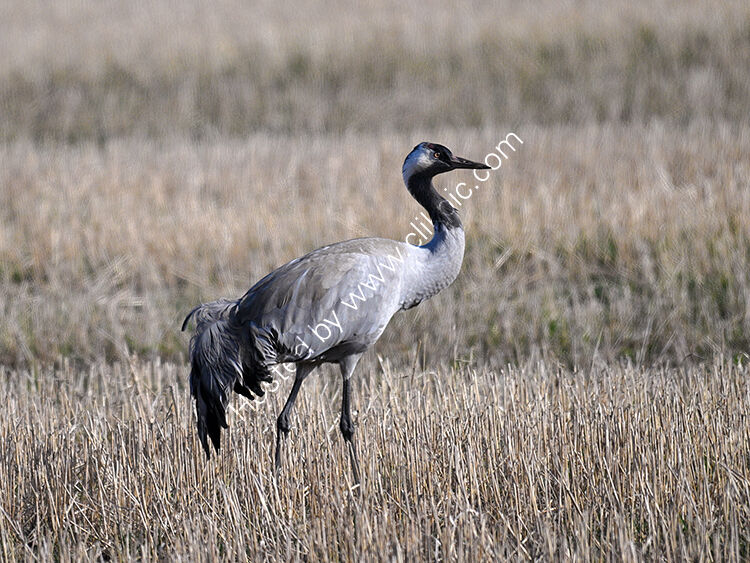 Crane2