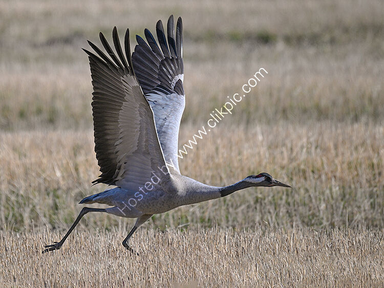 Crane taking off