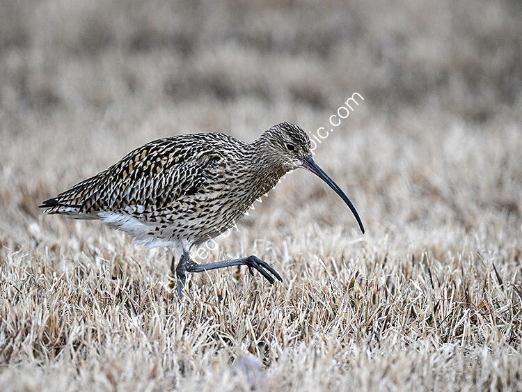 Curlew feeding