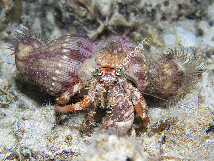 Decorator crab