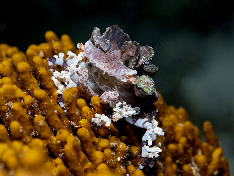 Decorator crab2