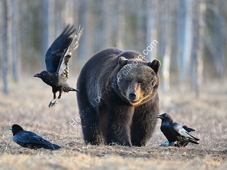 Eying up a raven