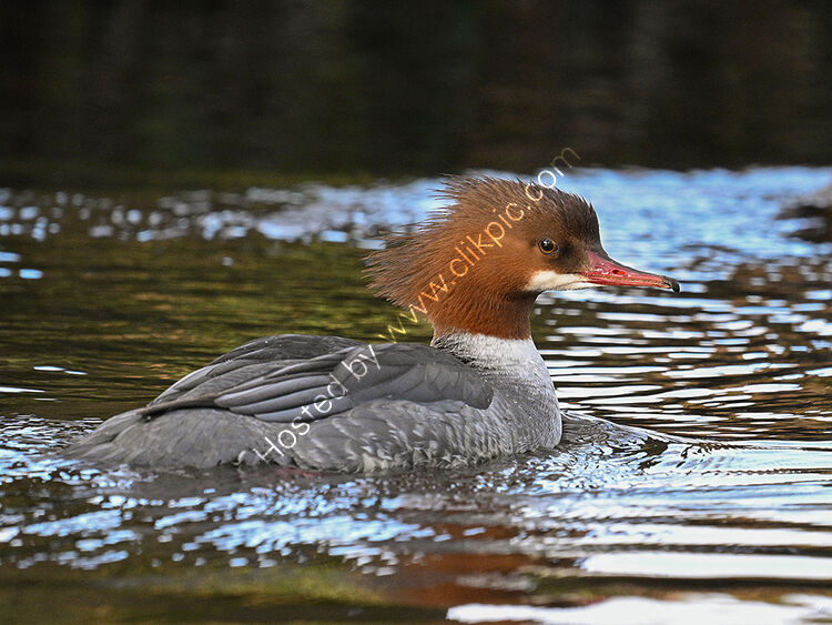 Female Goosander