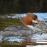 My Most Recent Images