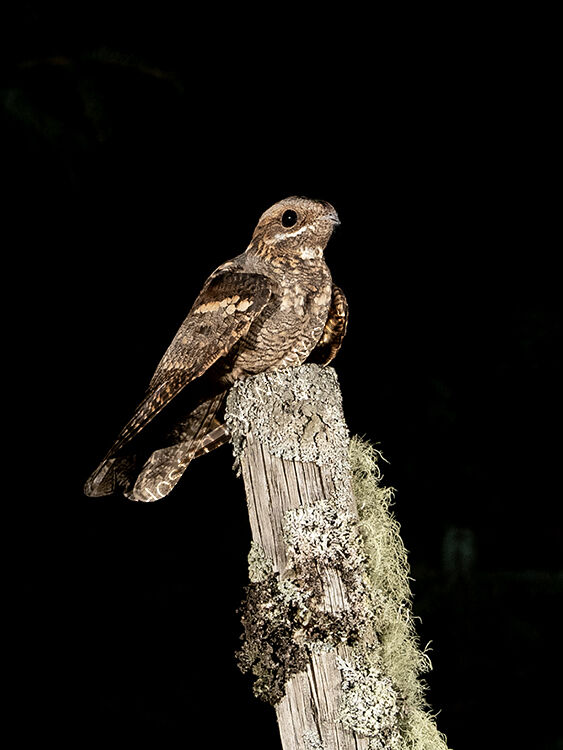 Female Nightjar