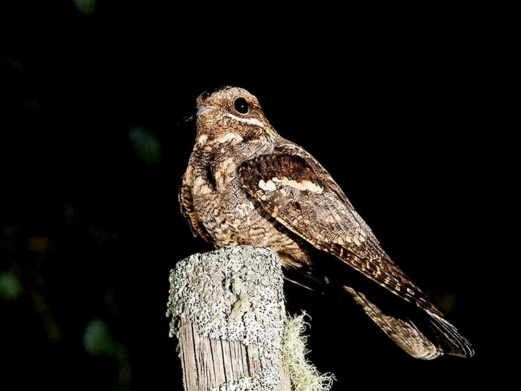 Female Nightjar on post