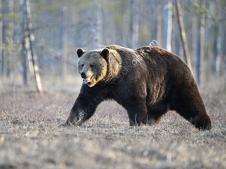 Female bear