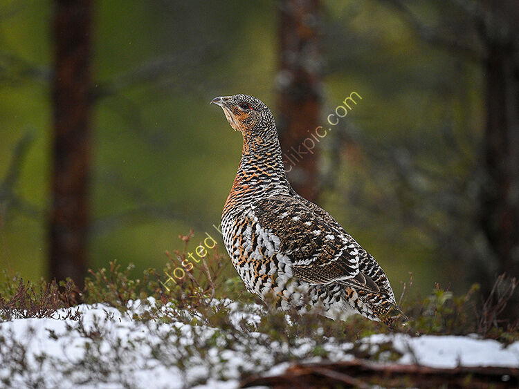 Female capercaillie