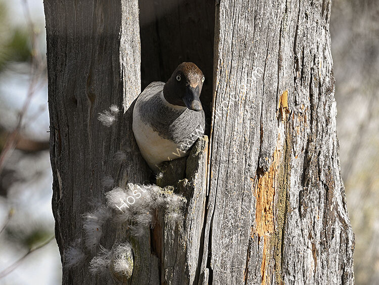Female goldeneye duck at tree nest