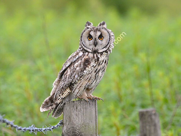 Female long ear owl
