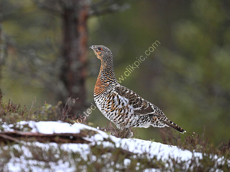 Fenale capercaillie approaching lek