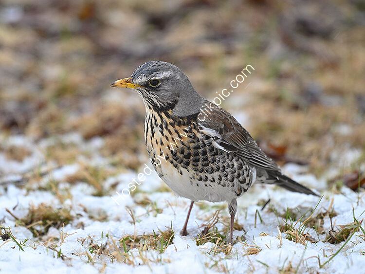 Fieldfare in snow