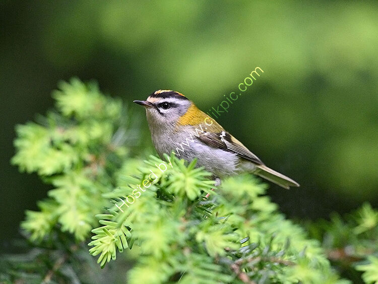 Firecrest