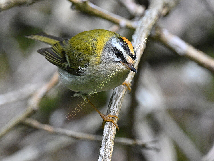 Firecrest2