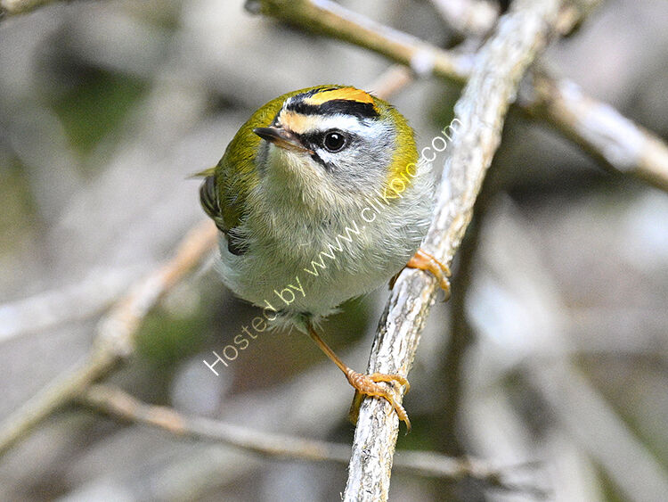 Firecrest on branch