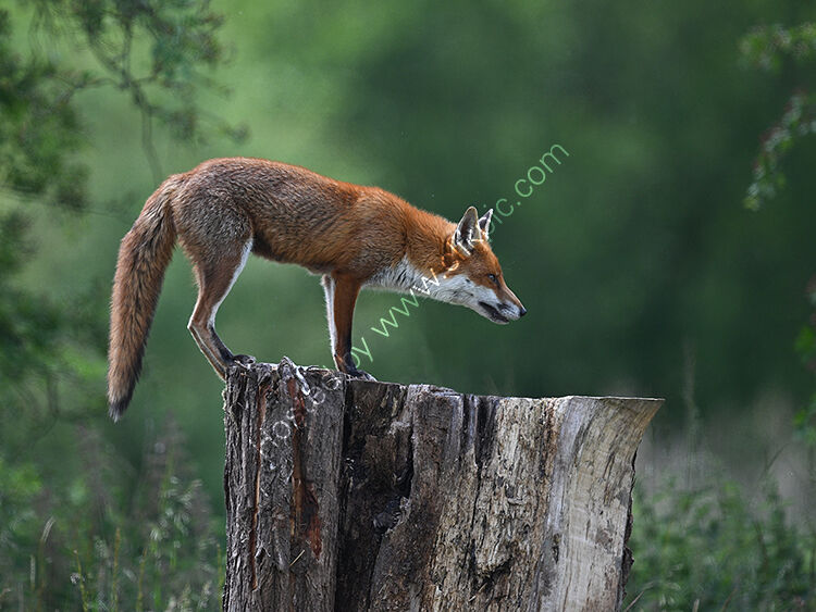 Fox on tree stump