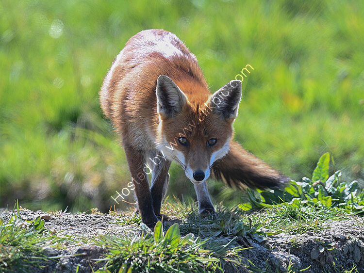 Fox watching