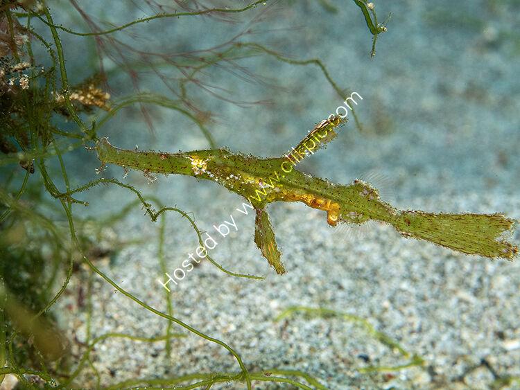 Ghost pipe fish