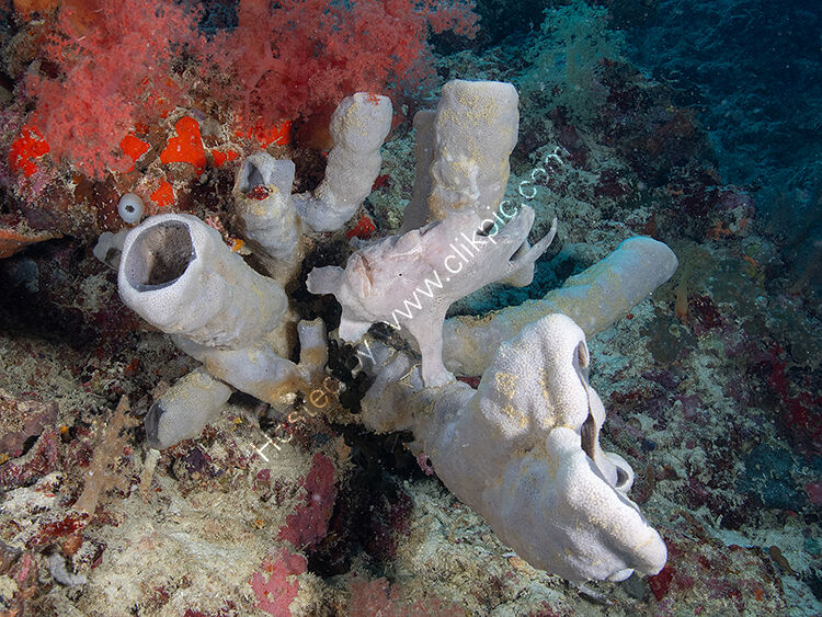 Giant frogfish in tubes