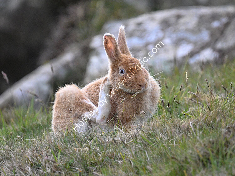 Golden hare2