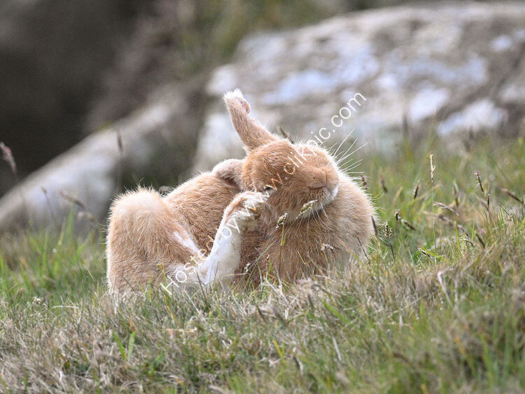 Golden hare3