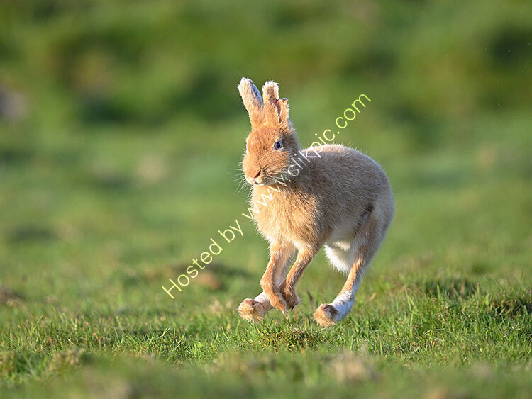Golden hare running