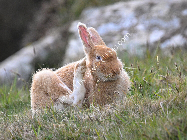 Golden hare scratching