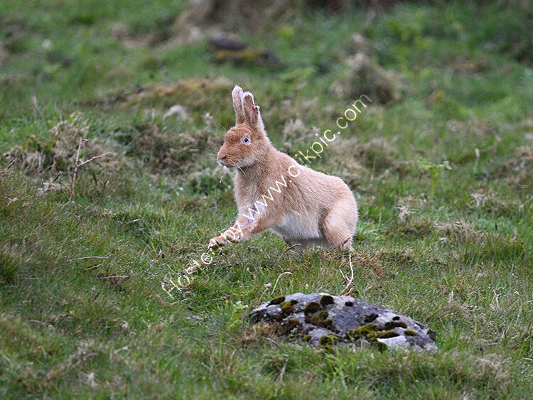 Goldie jumping